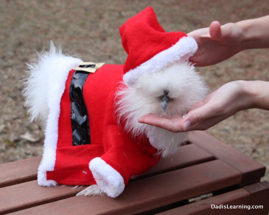 Chickens Don't Like Santa Hats