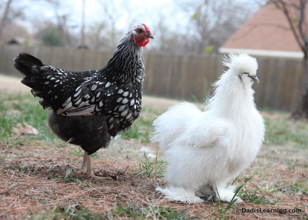 Silkie and Americana Chicken