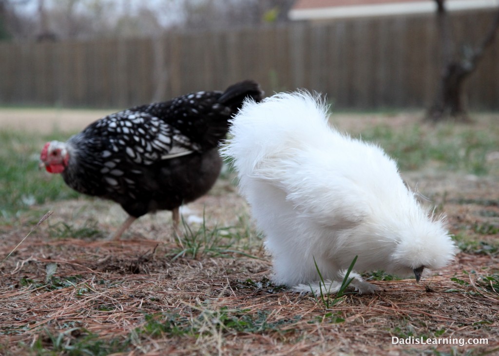 Chickens Eating