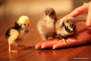 baby chickens