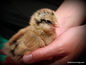 backyard chickens chick
