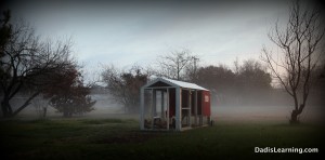 backyard chickens coop