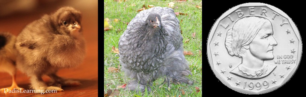 backyard chickens blue cochin susie