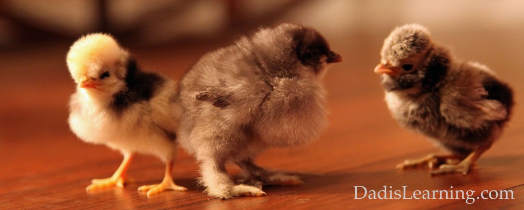 backyard chickens chicks