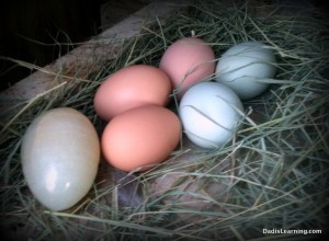 backyard chickens eggs