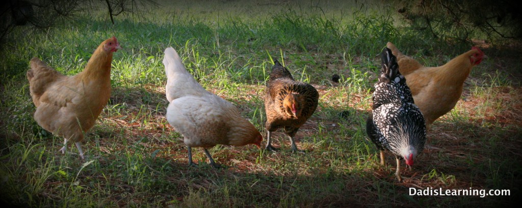 backyard chickens flock