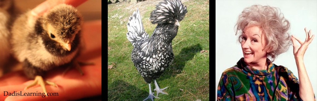 backyard chickens silver polish phyllis