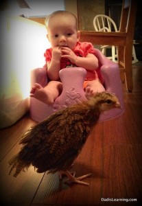 baby looking at chickens