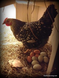 hen sitting on lots of eggs