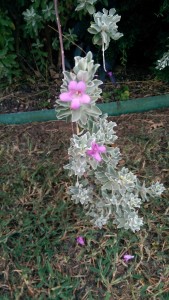Some blooms on our sage plant.